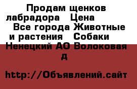 Продам щенков лабрадора › Цена ­ 20 000 - Все города Животные и растения » Собаки   . Ненецкий АО,Волоковая д.